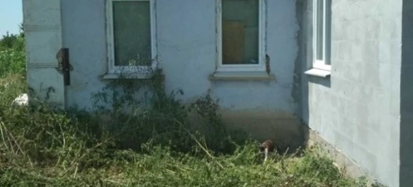 Фото 2. Будинок, продаж. Курісове