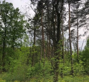Фото 4. Ділянка, продаж. Березенщина