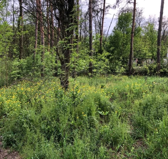 Фото 1. Ділянка, продаж. Березенщина