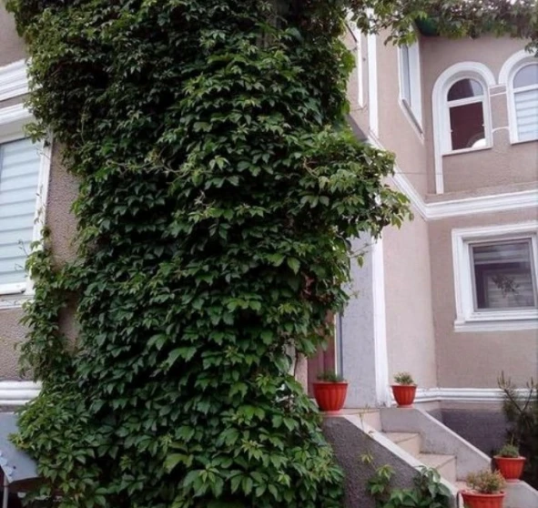 Photo 1. House, for sale. Velykodolynske
