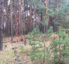 Photo 3. Lot, for sale. Stare