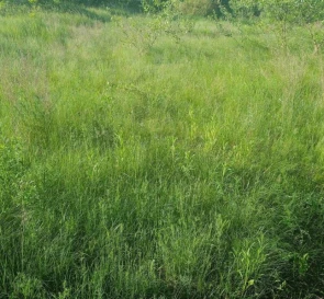 Photo 2. Lot, for sale. Svaliava