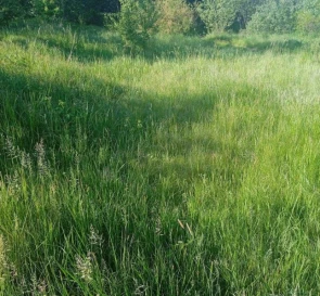 Photo 3. Lot, for sale. Svaliava