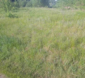 Photo 4. Lot, for sale. Svaliava