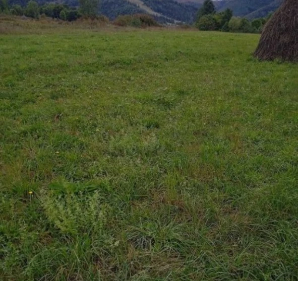 Фото 2. Ділянка, продаж. Хуст