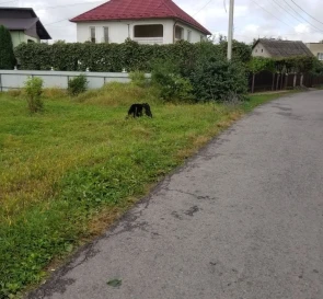Фото 4. Участок, продажа. Великий Бычков