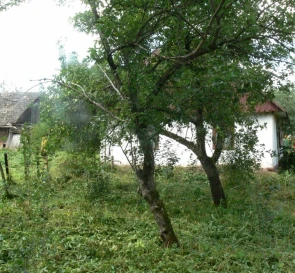 Фото 4. Ділянка, продаж. Конюхів