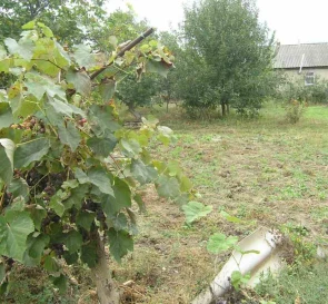Photo 2. House, for sale. Ananiv