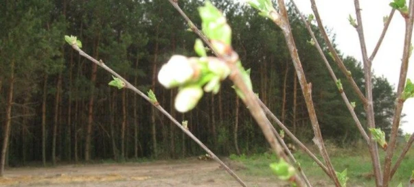 Photo 2. Lot, for sale. Fasivochka