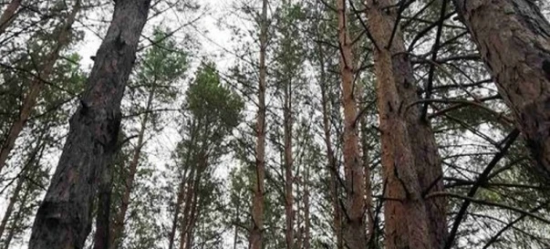 Фото 3. Ділянка, продаж. Жукин