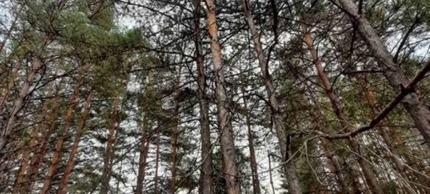 Фото 4. Ділянка, продаж. Жукин