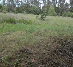 Photo 3. Lot, for sale. Sosnivka