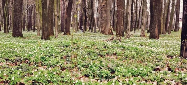 Фото 3. Участок, продажа. Стовпяги