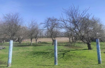 Photo Lot, for sale. Myrne
