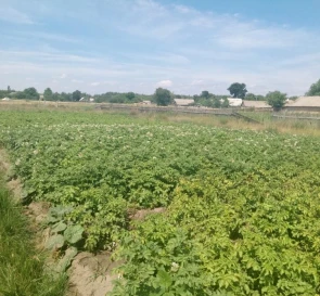 Photo 2. Lot, for sale. Vyshcha Dubechnia