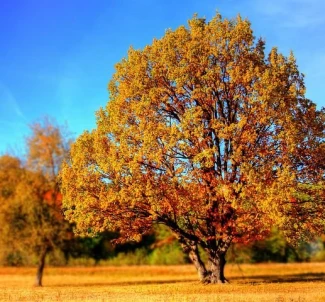 Photo 2. Lot, for sale. Zhytomyr Передмістя