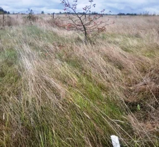 Photo 2. Lot, for sale. Zhytomyr Передмістя