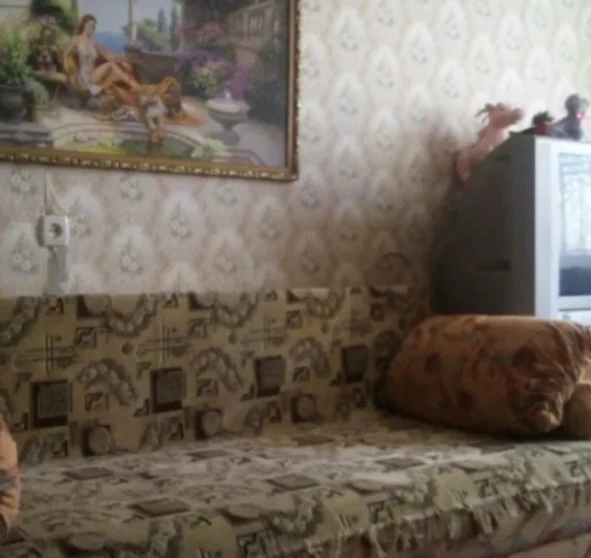 Photo 1. Two-Room flat, to rent. Poltava Шевченковский (Октябрьский)