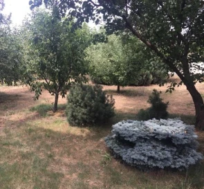 Фото 3. Дом, аренда. Одесса Киевский