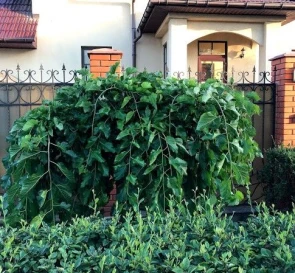 Foto 3. Casa, en venta. Odesa Киевский