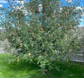 Фото 3. Дом, продажа. Гора Бориспольский район