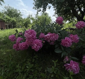 Фото 3. Дом, продажа. Щербани