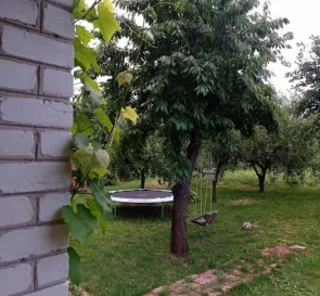 Фото 5. Дом, продажа. Щербани