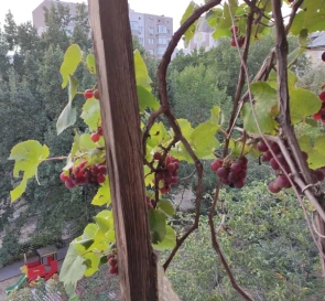 Photo 3. Three-Room flat, for sale. Kyiv Голосеевский, Vasylkivska