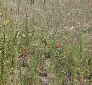 Photo 2. Lot, for sale. Bucha