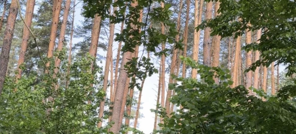 Фото 2. Участок, продажа. Житомир Передмістя