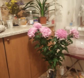 Zdjęcie 2. Kawalerka mieszkanie, do wynajęcia. Poltava Подольский