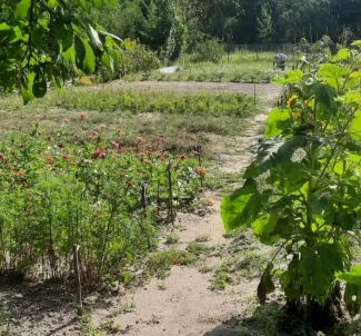 Фото 2. Ділянка, продаж. Житомир Передмістя