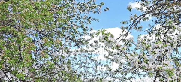 Zdjęcie 2. Działka, na sprzedaż. Zhytomyr Передмістя