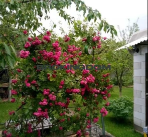Photo 3. House, for sale. Kyiv Дарницкий