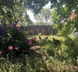 Фото 3. Дом, продажа. Пилиповичи