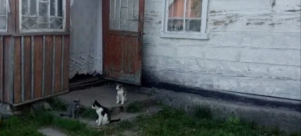 Фото 4. Будинок, продаж. Житомир Передмістя