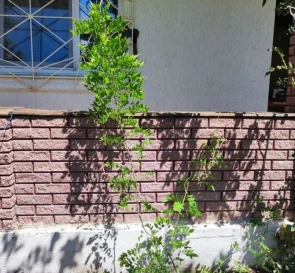 Photo 5. House, for sale. Baraboi