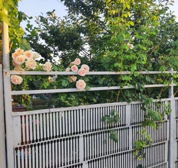 Foto 1. Casa, en venta. Baraboi