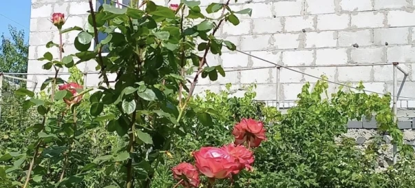 Photo 1. House, for sale. Zhytomyr Максютова