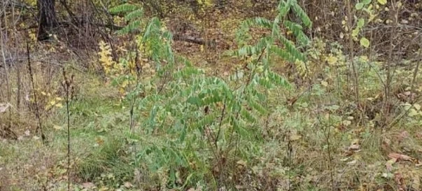 Foto 3. Terreno, en venta. Zhytomyr Передмістя