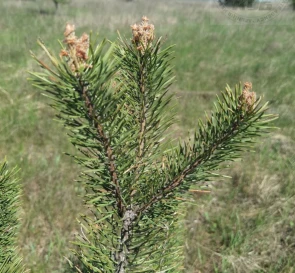Фото 3. Участок, продажа. Бабынци 40-річчя Перемоги  (Івана Мазепи)