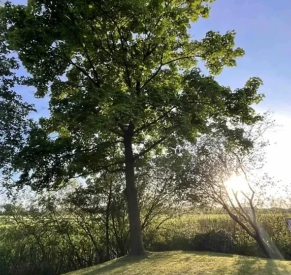 Photo 2. Lot, for sale. Zhytomyr Передмістя
