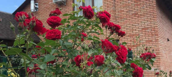 Фото 3. Будинок, продаж. Житомир Передмістя