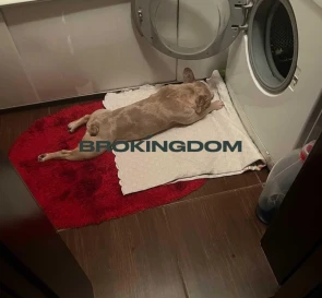 Photo 5. One-Room flat, for sale. Vyshhorod Shevchenka