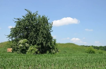 Фото Ділянка, продаж. Переяславське Райдужна