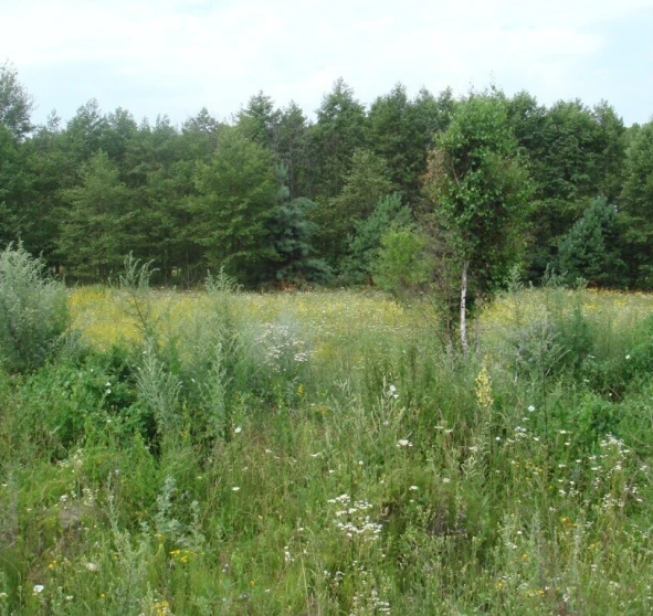 Фото 1. Участок, продажа. Евминка Луговая