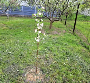 Фото 3. Участок, продажа. Сулимовка садовое товарищество - Сулимовское-1