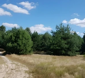 Fotografie 4. Teren, de vânzare. Pereviz Мира