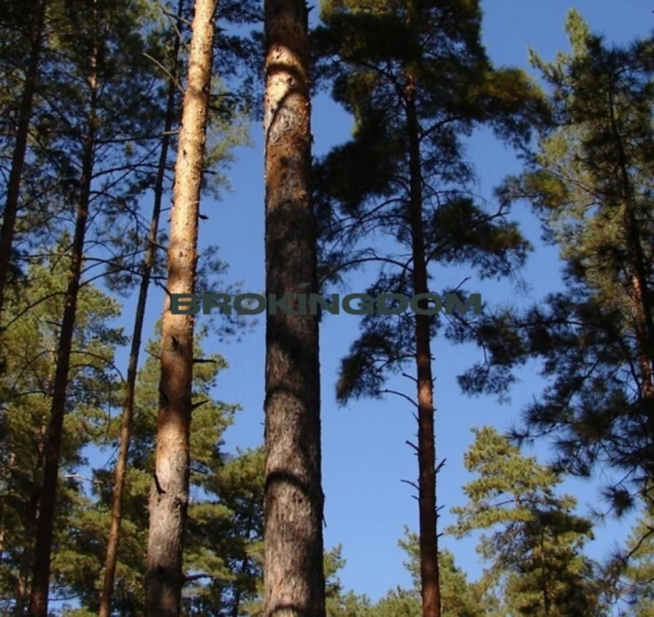 Фото 1. Участок, продажа. Ирпень Луговая