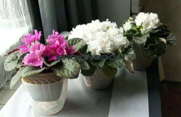 Фото Однокомнатная квартира, продажа. Киев Оболонский